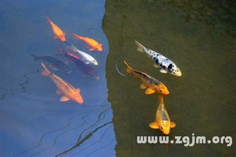 夢到水裡有魚|夢見水裡有魚是什麼意思